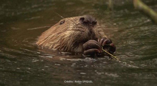 Réintroduction du castor sur le bassin de la Loire : ciné-débat pour le 50e anniversaire